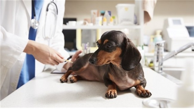 강북구, 반려동물 의료비 덜어주는 '우리동네 동물병원' 운영