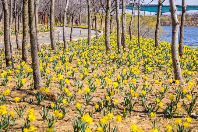 계양아라온, 수선화 개화 시작…봄꽃 물결 본격화