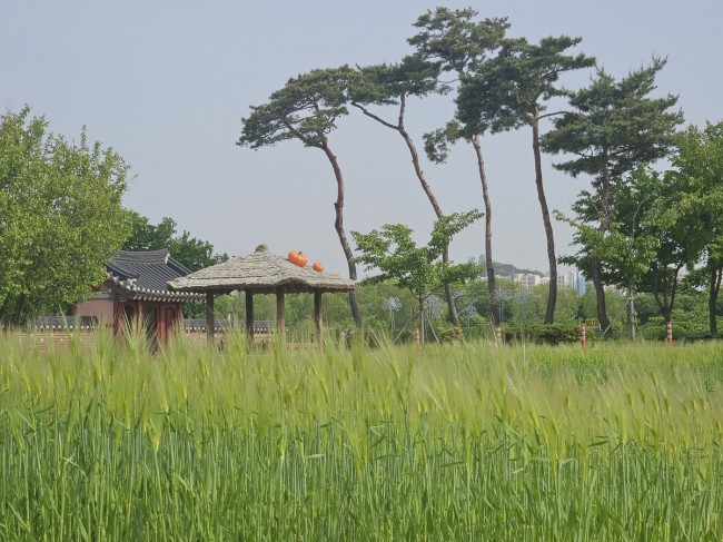 계양구, 계양아라온 청보리밭으로 봄나들이 오세요